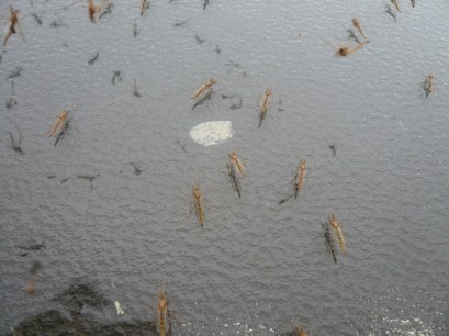 窓についたユスリカ