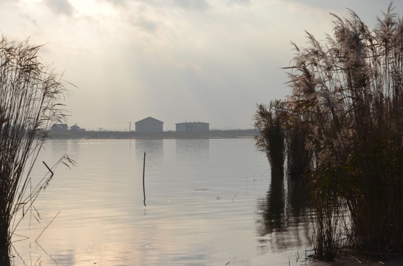 静かな十四間川だが、いつもはたくさんいる水鳥の姿が見えない。正面に見える建物は、新右岸排水機場と湖岸南排水機場