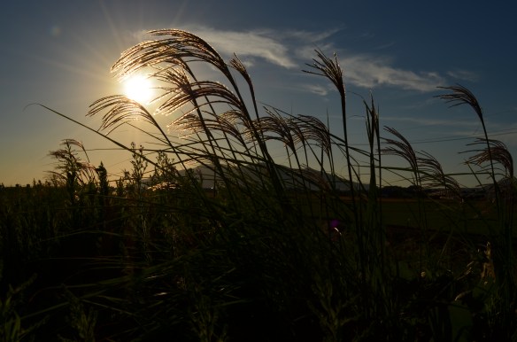 ススキと夕日