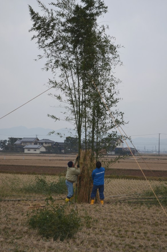 高い心の竹の下周りに藁を詰め、低い竹を置きながらだんだんと大きく立派にしていきます