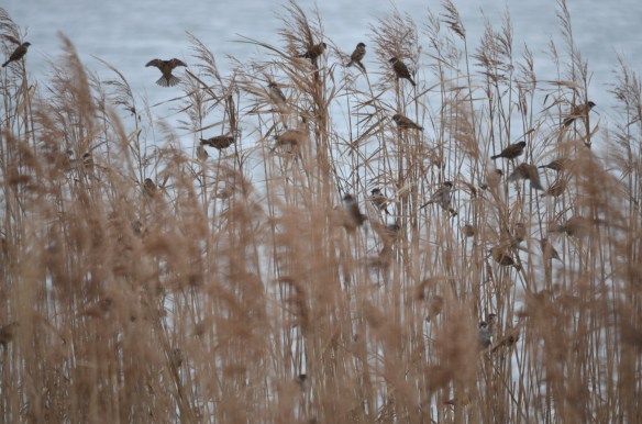 雀は寒くなると生垣や庭木の中などに群れて大きな声でさえずります十四間川では枯れたヨシに群がります