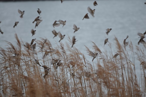 人が近づくと急におしゃべりをやめ警戒態勢にそして一斉に飛び上がります