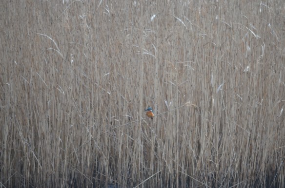 飛ぶ宝石と言われるカワセミ十四間川河口部のヨシの枯れ枝にとまっています