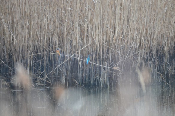 つがいで仲良く並んでヨシの枯れ枝にとまっているこの辺りに営巣していると思われます