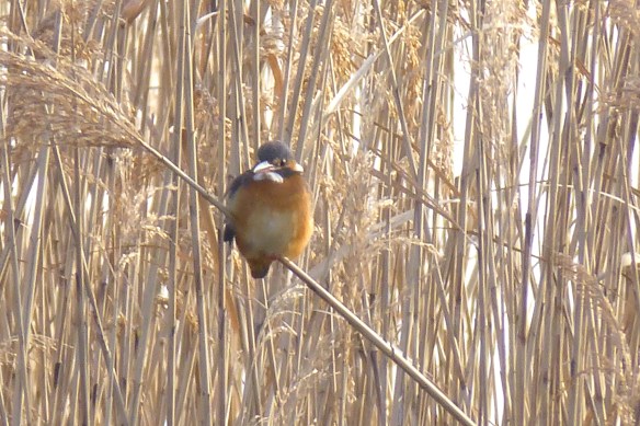 今朝のカワセミ小鳥は警戒心が強くすぐに飛び立ってしまうのですがカワセミ君はじっとこちらを見つめています