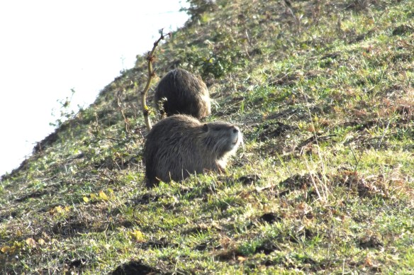 警戒心が強くすぐに水の中に逃げ込むが、陽気に警戒心も薄れたのかカメラを向けても逃げ出さないで草を食んでいる穴をあけたり、野菜を荒らしたり農家の嫌われ者だが、よく見ると愛嬌のある顔がかわいい