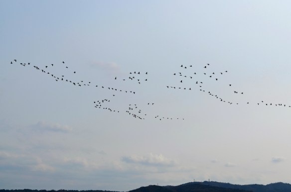 同じくマガンの北帰行も始まったようです白鳥以上に一団となってやかましく鳴きながら飛んでいきました