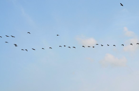 白鳥もマガンもみんな元気に北の大地にたどり着いてほしいですね