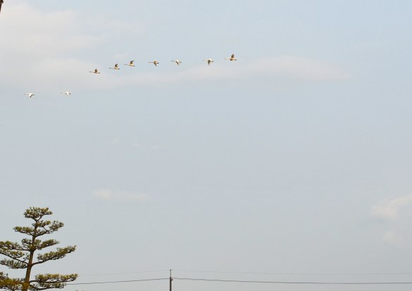 2月25日白鳥の北帰行がはじまったようです