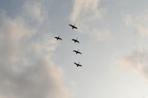 編隊を組んで北を目指して飛んでいきます2月27日もういつもの鳴き声は聞こえません