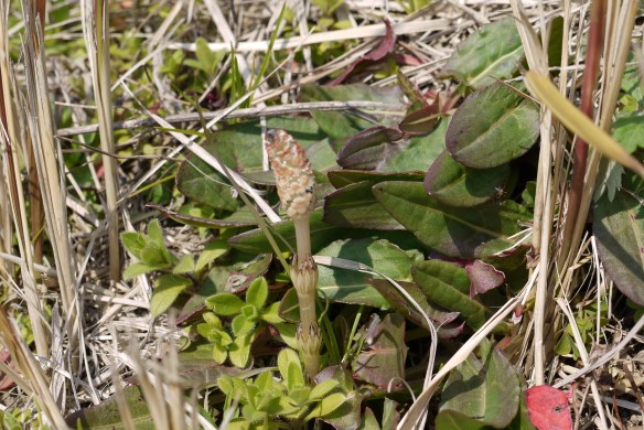 ツクシ（土筆）畑の嫌われ者スギナの胞子茎です