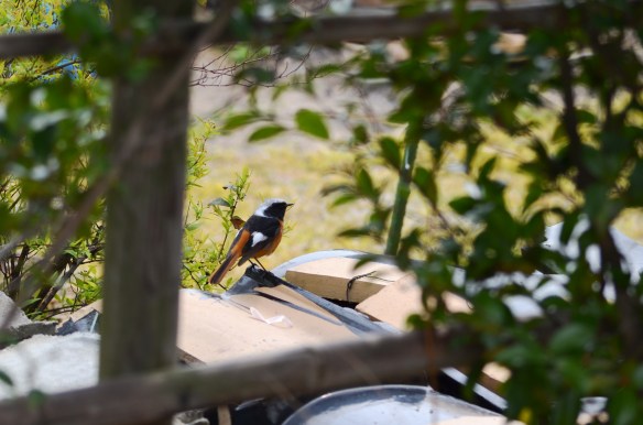 ジョウビタキのオス