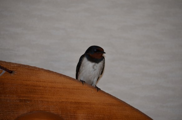 130329ツバメ2
