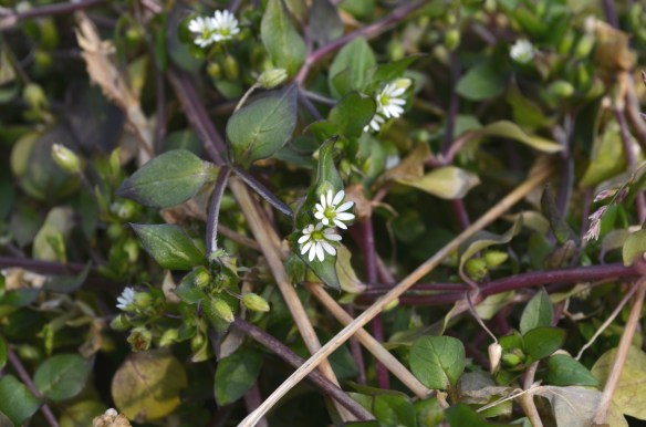 コハコベ春の七草「はこべら」