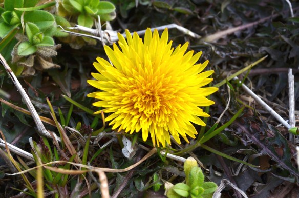 セイヨウタンポポ鮮やかな黄色の花は畦道によく目立つ