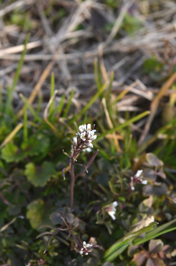 ナズナ（ぺんぺん草）これも春の七草のひとつ。実は小さなハート形となる