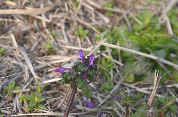 ホトケノザ（春の七草のホトケノザとは別種）濃い紫の唇状の花が印象的