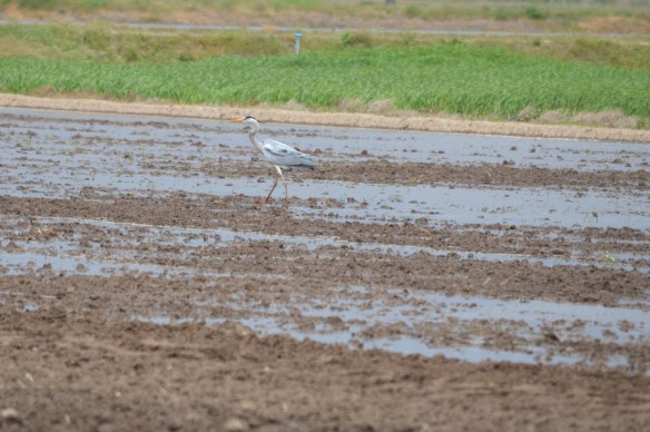 水が張られた水田に姿を現したアオサギ