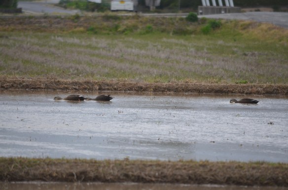 代掻きの終わった田んぼの中に首を突っ込んで一所懸命餌を探すカモ