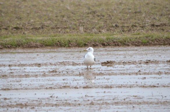 トラクタの動きを気にしながら餌を探すカモメ