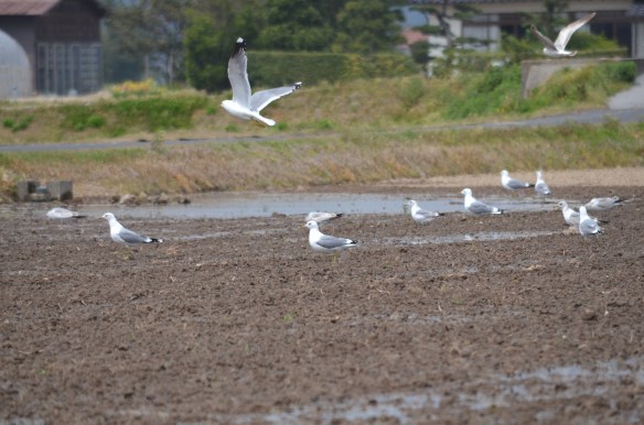 代掻き中の田んぼにやってきたカモメ