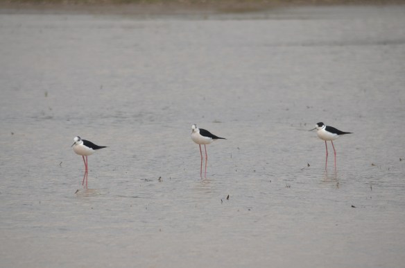 3羽並んでポーズをとるセイタカシギ
