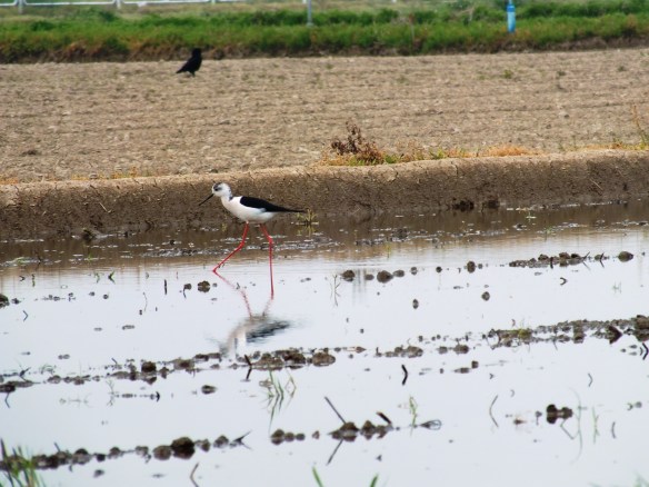 餌を探して歩き回るセイタカシギ