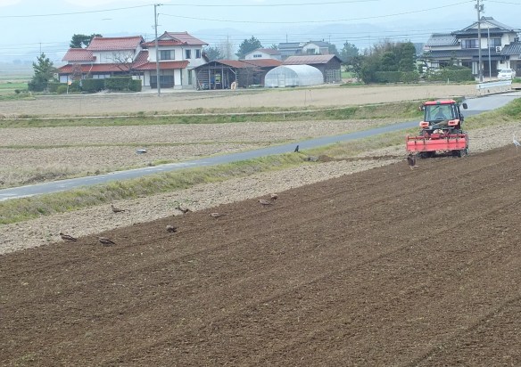 耕した土から出てくる虫を啄もうとトラクタの後を追いかけていく鳥たち