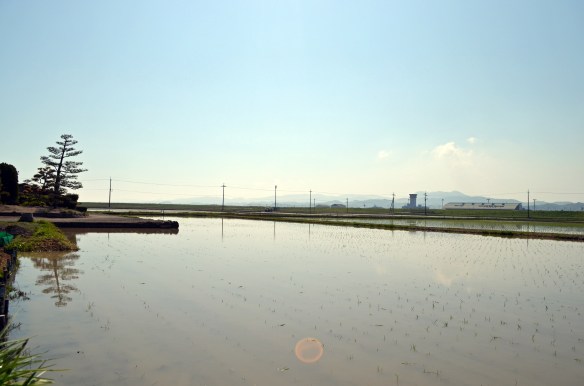 田植えの終わった水田 水に映る松と青空が美しい
