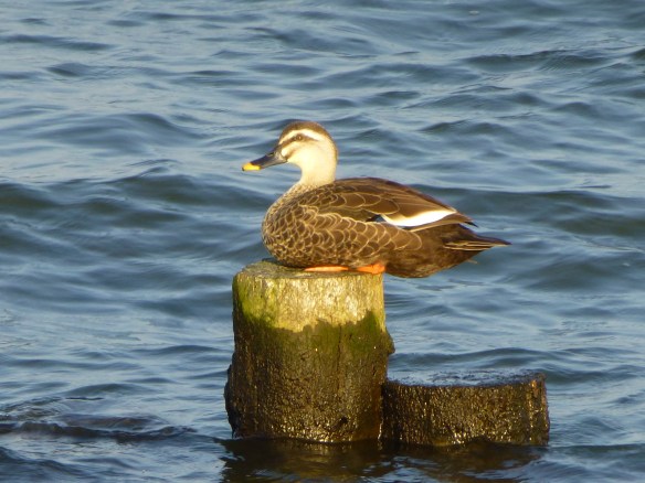 十四間川河口の杭の上で日向ぼっこするカルガモ