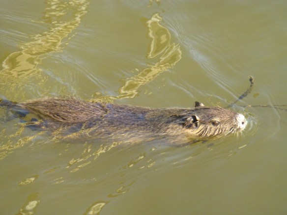 集水路を泳ぐヌートリア 畔に穴を空けたり、畑を荒らしたり嫌われ者だがよく見れば愛らしい