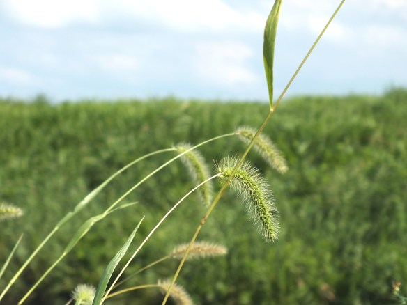 ねこじゃらし 秋風に吹かれてゆらゆらと気持ちよさそう