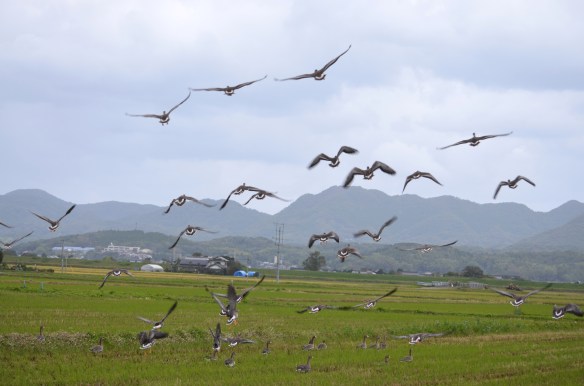 一斉に飛び立つマガン この時期はやってきたばかりで警戒心が強い