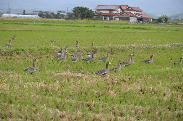 マガンの群れ まだまだ数は少ない