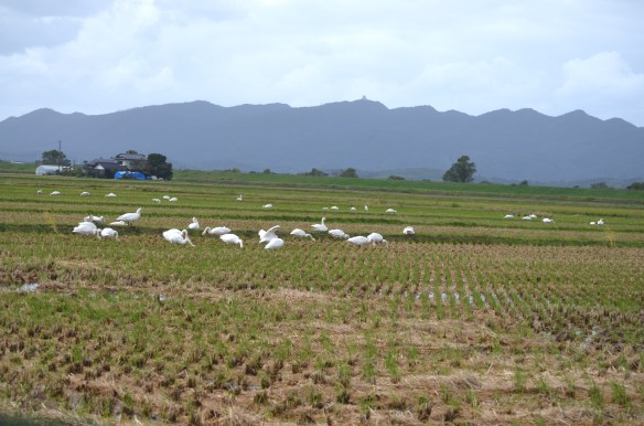 なぎさ公園近くの田んぼにやってきたハクチョウの群れ