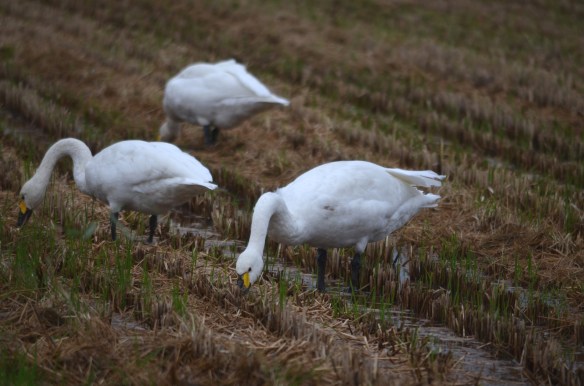 餌を啄むハクチョウ